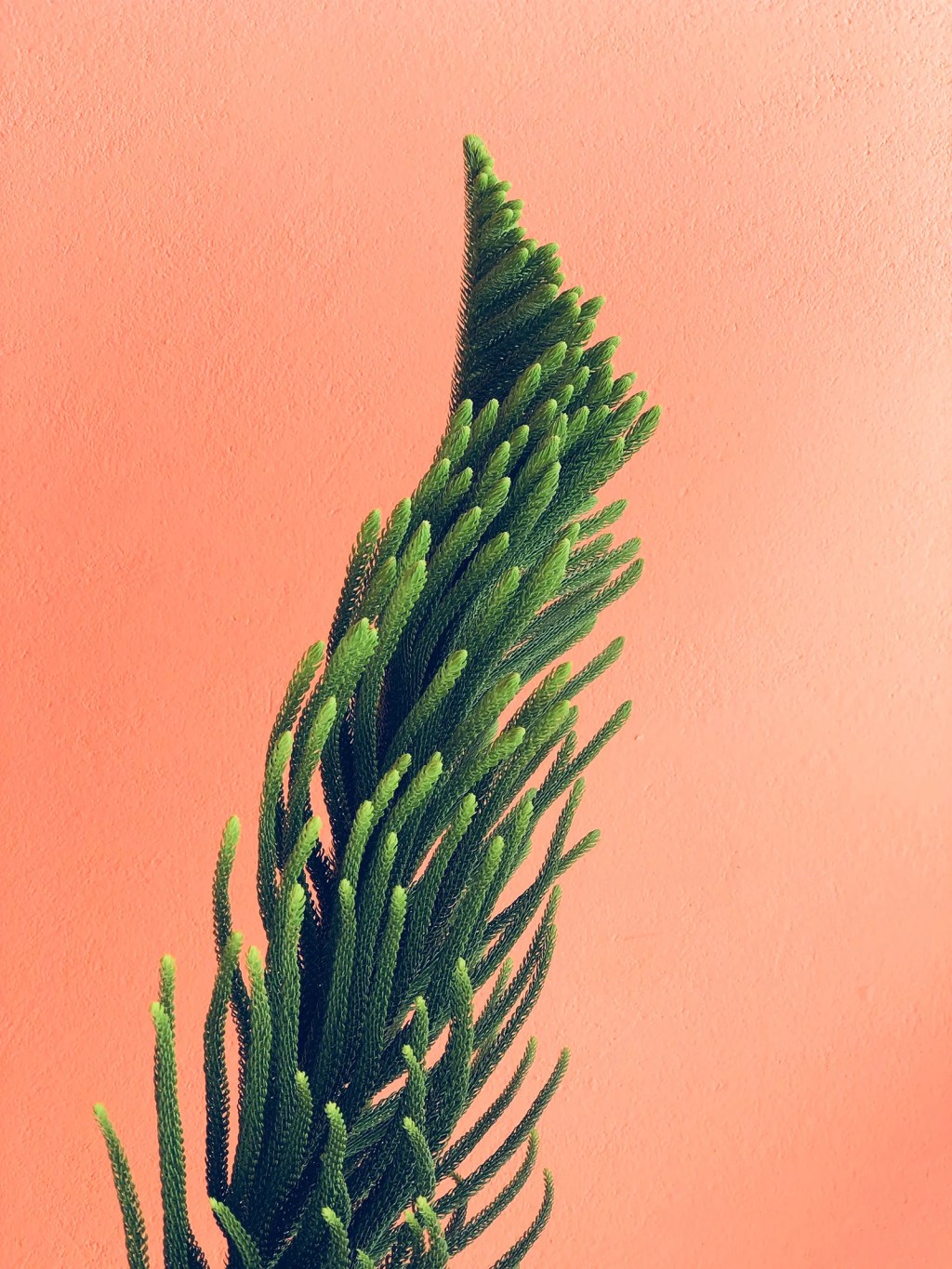 photo of pine needle