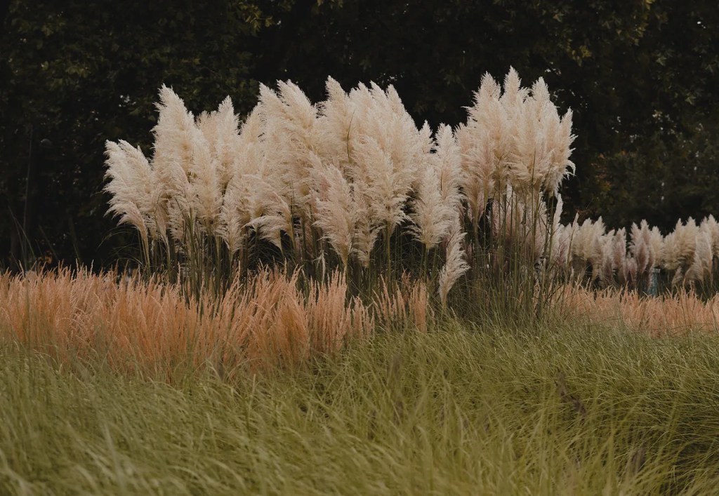 photo of tall grass