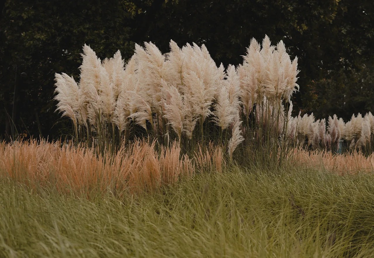 photo of tall grass