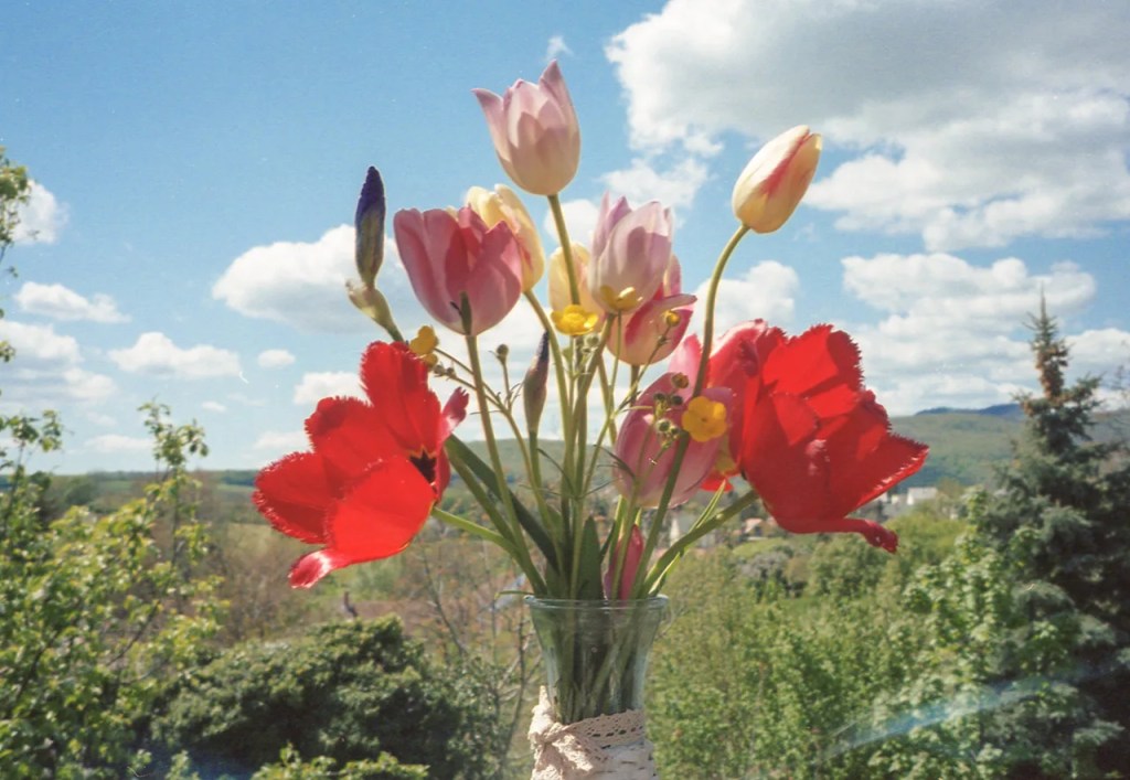 photo of flowers