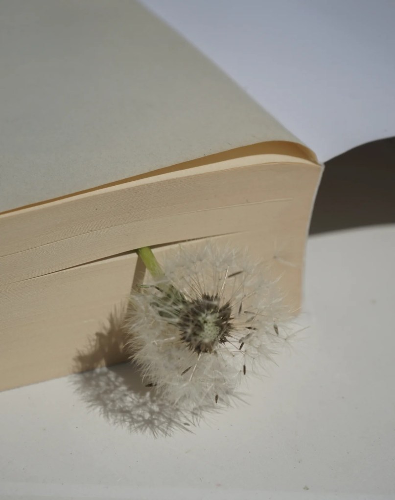 An open book, with a dandelion flower used as a bookmark.