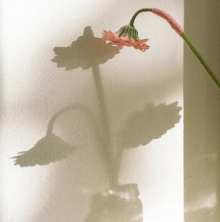 shadow of flowers in a vase